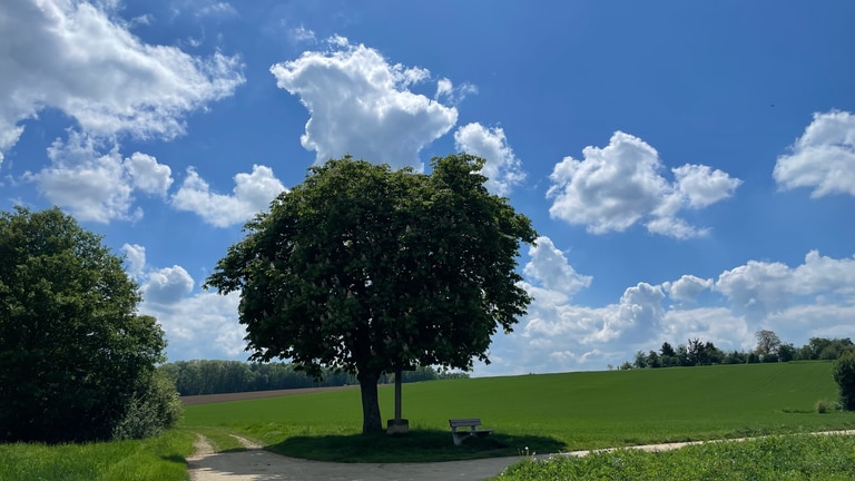 Ein Baum auf einem Spazierweg in Wernau