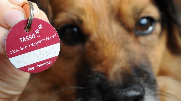 Ein registrierter Hund. Das Ingelheimer Tierheim fordert, dass deutschlandweit Hunde und Katzen einheitlich gechippt und registriert werden