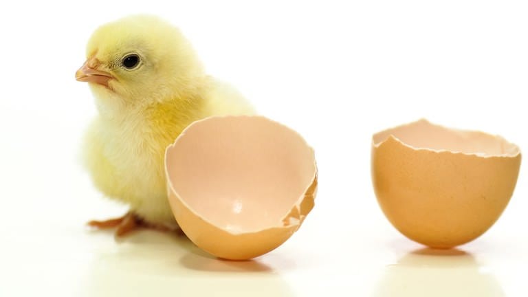 Küken neben Eierschalen: Was war zuerst: die Henne oder das Ei? (Foto: picture-alliance / Reportdienste, picture alliance / Countrypixel | FRP)
