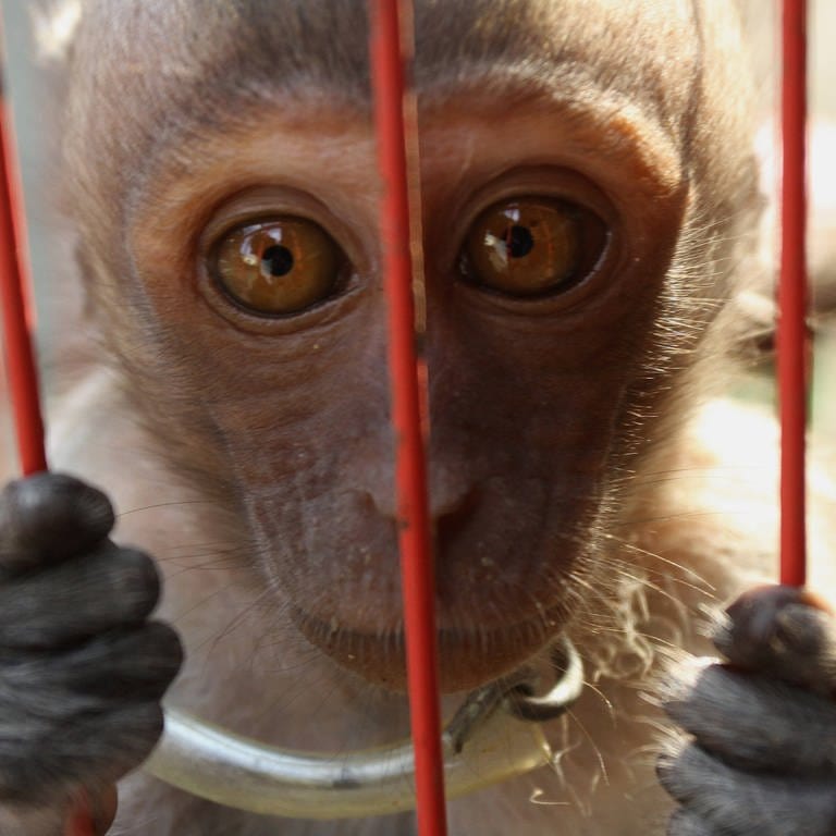 Das Bild zeigt einen Baby Makake-Affen in einem Käfig.
